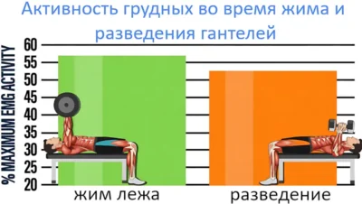 жим штанги лежа и связь мозг-мышцы исследование жим штанги и гантелей лежа и разведение гантелей, исследование