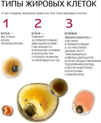 3-tipa-zhirovyh-kletok