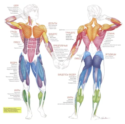 anatomicheskij-atlas-myshts