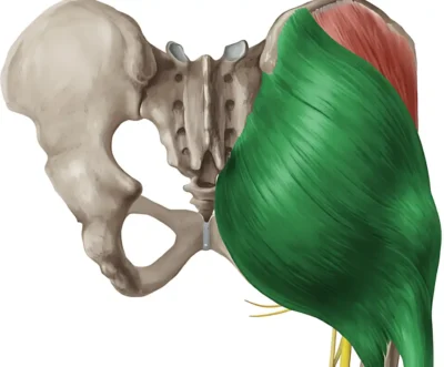 anatomiya-bolshaya-yagodichnaya- anatomiya-bolshaya-yagodichnaya