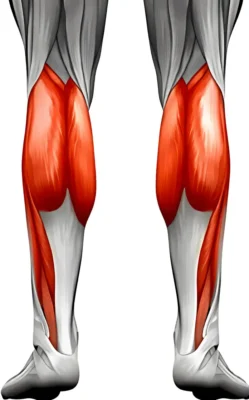 anatomiya-myishtsyi-goleni anatomiya-myishtsyi-goleni