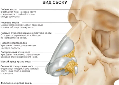 anatomiya-nosa up