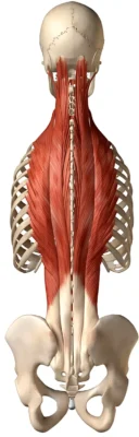 anatomiya-razgibateli-spinyi anatomiya-razgibateli-spinyi