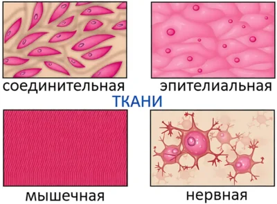 chetyre-osnovnyh-tipa-tkanej-cheloveka