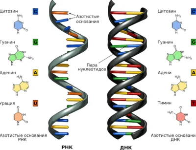 dnk-i-rnk