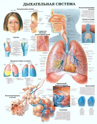 Дыхательная система человека плакат dyhatelnaya-sistema-cheloveka-plakat