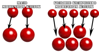 giperplaziya-i-kolichestvo-myishechnyie-kletok