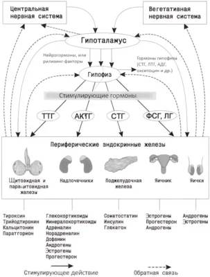 gipotalamo-gipofizarnaya-sistema-endokrinnoj-regulyatsii
