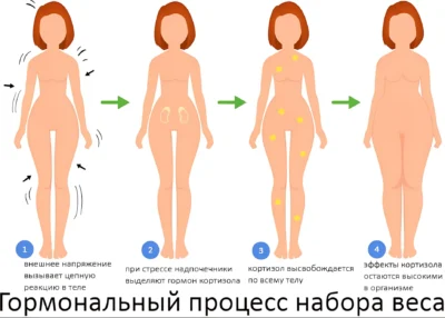 гормональный процесс набора веса gormonalnyiy-protsess-nabora-vesa