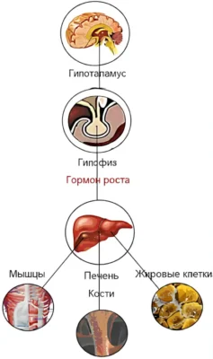 механизм выработки гормона роста growth-hormon