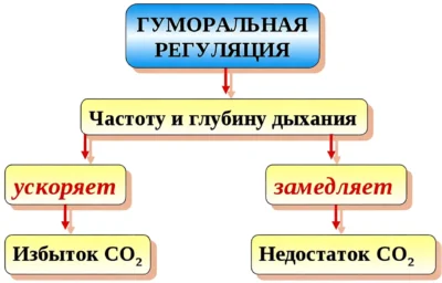 гуморальная регуляция глубина и частота дыхания gumoralnaya-regulyatsiya-glubina-i-chastota-dyhaniya
