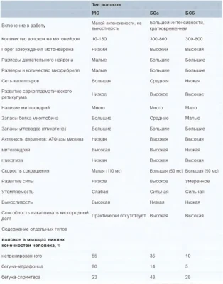 harakteristiki-myishechnyih-volokon