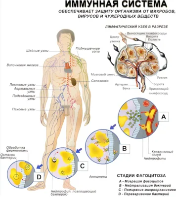 immunnaya-sistema-cheloveka-plakat-anatomiya