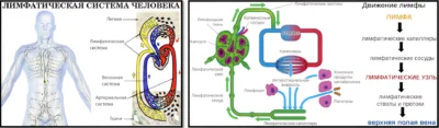 kak-rabotaet-limfaticheskaya-sistema-cheloveka-put-dvizheniya-limfy up
