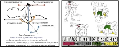 klassifikatsiya-myshts-gruppy-myshts