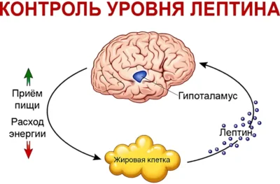 kontrol-urovnya-leptina-Photo