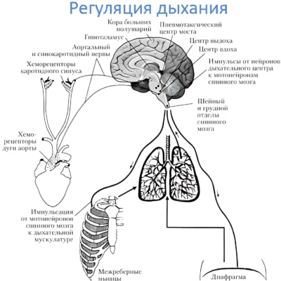 нервная регуляция дыхания nervnaya-regulyatsiya-dyhaniya
