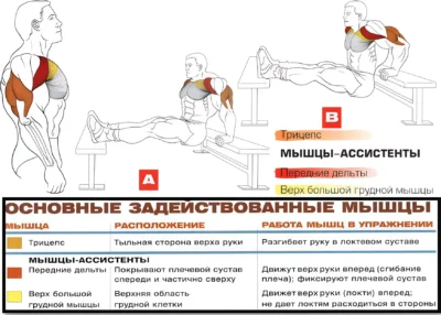 Обратные отжимания мышцы 2 obratnye-otzhimaniya-myshczy-2