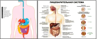 pishhevaritelnaya-sistema-cheloveka-organy pishhevaritelnaya-sistema-cheloveka-organy