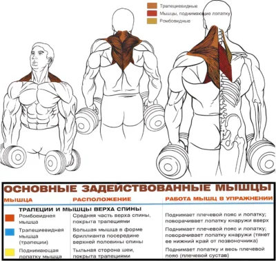 shragi-s-gantelyami-myshczy-2