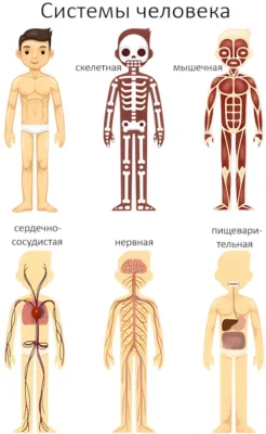 системы человека sistemy-cheloveka up