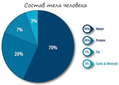 состав тела человека sostav-tela-cheloveka-diagramma