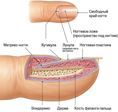 stroenie-nogtya