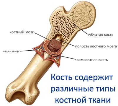 tipy-kostnoj-tkani
