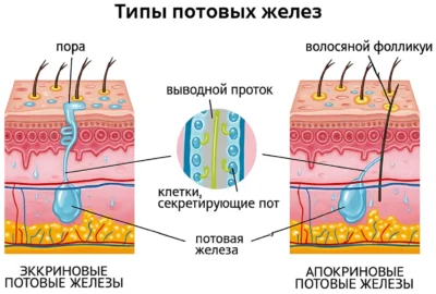 tipy-potovyh-zhelez