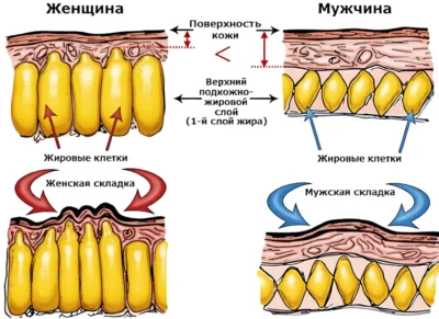 zhenshhina-i-muzhchina-zhirovye-kletki-sravnenie