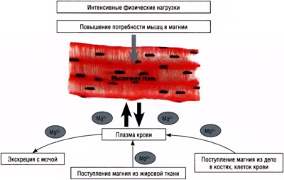 физиологические потоки магния в ходе выполнения аэробных упражнений