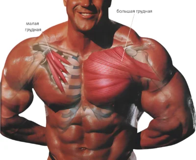 анатомия грудных мышц - малая и большая грудная